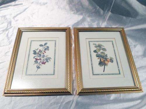 2 Stunning Prints of Plants in Beautiful frames - Stunning - Bid now!!